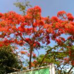 Royal poinciana tree