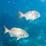 Fish of Belize | Bermuda Chub