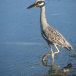 Yellow-Crowned Night-Heron