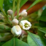 Native sapodilla tree