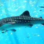 Fish of Belize | Whale Shark