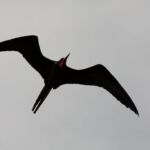 Magnificent Frigatebird