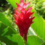 Red ginger flower