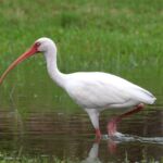 American White Ibis