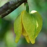 Flower of the soursop tree