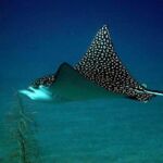 Fish of Belize | White Spotted Eagle Ray