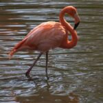 American Flamingo