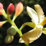 Tamarind Flowers