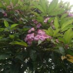 Trumpet Tree Flowers