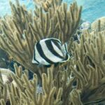 Fish of Belize | Banded Butterflyfish