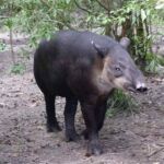 Baird’s Tapir (or mountain cow)