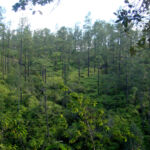 Pine Forest in Northern Belize