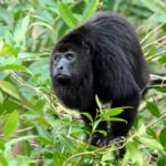 Black howler monkey