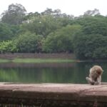 A monkey grooms himself by the moat at Angkor Wat, Cambodia.