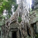 Tree roots grow over the Ta Phrom temple in Cambodia.