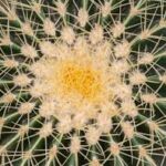 A cactus flower, Chile.