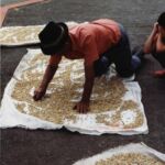 A Colombian coffee farmer sorts beans.