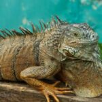 Green iguana