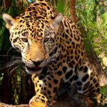 Junior Jaguar At The Belize-Zoo