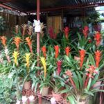 Tropical plants for sale in the Philippines.