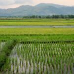 Rice paddies, Philippines.