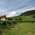 Vineyard in Balaton Region