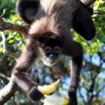 Geoffroy’s Spider Monkey with a banana