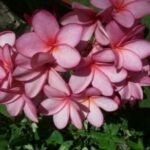 A pink flower in Belize