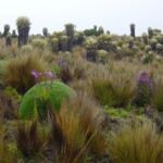 Andean region, Colombia