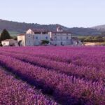 Lavender fields in France