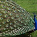 Indian peafowl