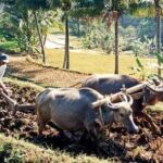 "bajak kerbau" helping in agriculture