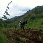 A man and a donkey in a field in Mexico