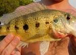 A fish from belize