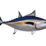 The blackfin tuna