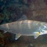 A bonefish in Belize