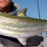 Fisherman with King Mackerel