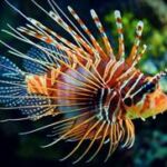 A lionfish in Belize