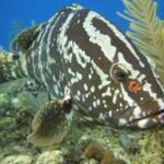 The nassau grouper