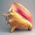 the queen conch