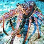 The spiny lobster