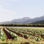 Horticulture in Guatemala