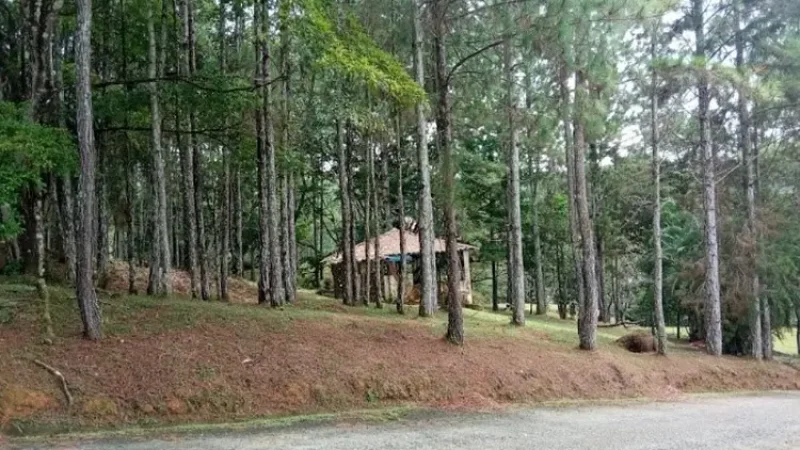 House in a wooden area. General view of Cerro Azul, Panama. cerro azul