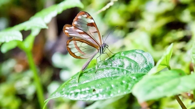 Butterfly in Panama's Boquete