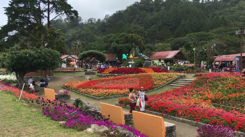 road-of-flowers