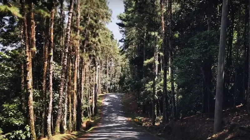 View of a road to Altos de Cerro Azul. cerro azul panama